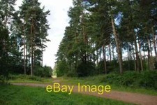 Foto 6x4 Waldweg Marktrasen