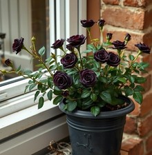 Schwarze Rose Pflanzen für