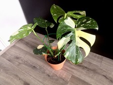 Monstera Deliceosa Thai Constellation Variegata Fensterblatt, große Pflanze
