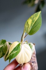 Philodendron Micans Variegata (rooted and growing)