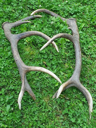 Abwurfstangen geweih - abwurfstangen,