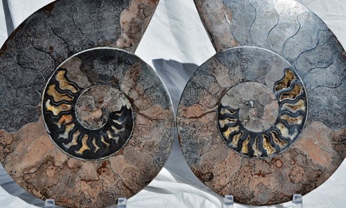 Großer ammonit fossil 2 - ammonit,, fossil,