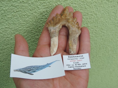 Urwal basilosaurus aus - -, sp.