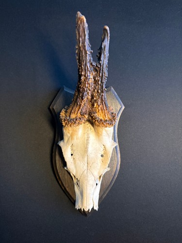 Jagdtrophäe bock jagd - jagdtrophäe,
