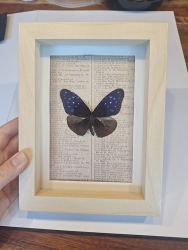 Präparierter schmetterling - präparierter, im