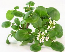 Brunnenkresse Kapseln