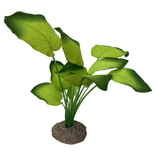 Aqua della anubias - aqua,