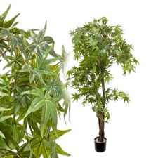 Hanfbaum 170 cm Marihuanabaum