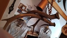 Geweihlampe Rothirsch