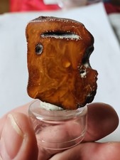 Bernstein Ostsee Oberfläche