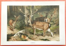DAMWILD DAMHIRSCH Hirsch