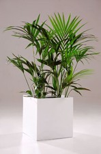 Blumenkübel Pflanzkübel