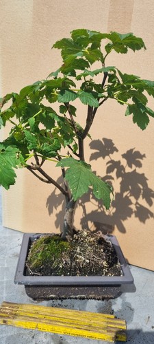 Bonsai bergahorn acer - ,,