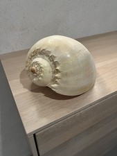 Große Muschel 22 cm