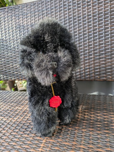 Pudel von teddy - pudel,