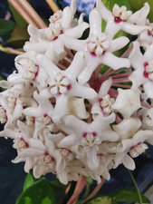 heavenly HOYA Hoya australis Ableger babyplant ganze Pflanze Porzellanblume