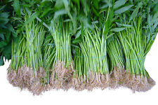 Wasserspinat -Ipomoea aquatica- 50 Samen