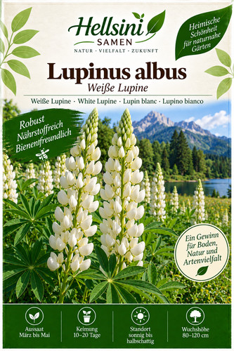 Lupinus albus weiße lupine - lupinus,