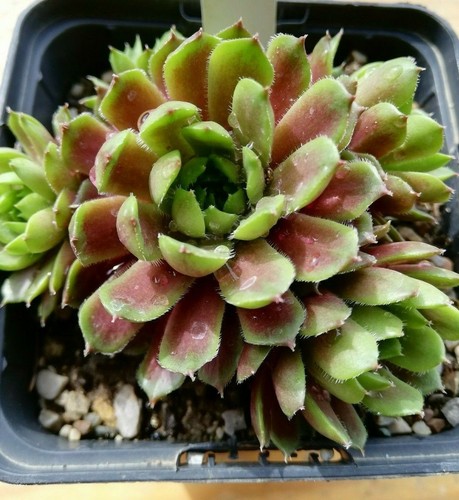 Sempervivum california 2x - sempervivum,