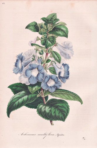 Achimenes multiflora brasil - achimenes,