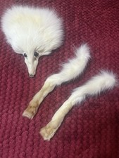 Polarfuchs( Kopf und 2