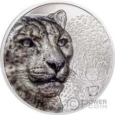 SNOW LEOPARD Wild Mongolia 3