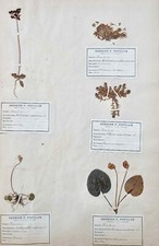 Botanik - Herbarium Blatt XIX