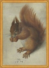 Red Squirrel Hans Hoffmann Eichhörnchen Tiere Schweif Nager B A2 02199 Gerahmt