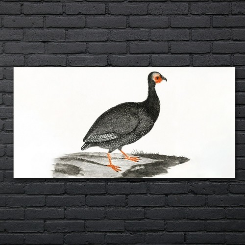 Zeichnung tier vogel kunst - zeichnung,