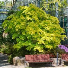 Acer palmatum 'Orange Dream' / Fächerahorn Orange Dream-sehr hübsche Laubfärbung