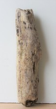 Treibholz Schwemmholz  Driftwood 1 Stamm Terrarium Dekoration 42 cm 326