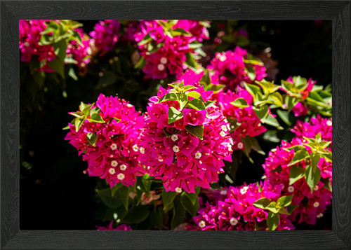 Schöne blumen gerahmtes - schöne,