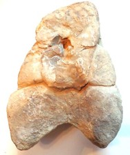 Rustikaler Nautilus  Natur Trias - 232 Mio Jahre alt (W219) ?Schau Mal durch !