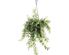 Schamblumen-Ampel FloraSelf