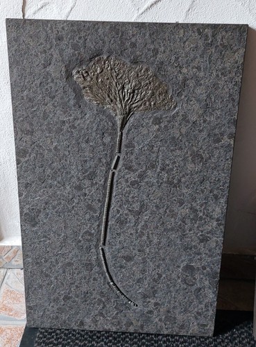 Fossil wasserlilie auf - fossil,