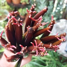 Red Mangrove Plant, 5 Live