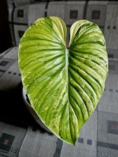 Philodendron plowmanii