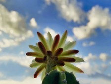 # Selten # Riesen Kaktus 30cm Blüte "Königin der Nacht"  Nr. 8 / 24cm