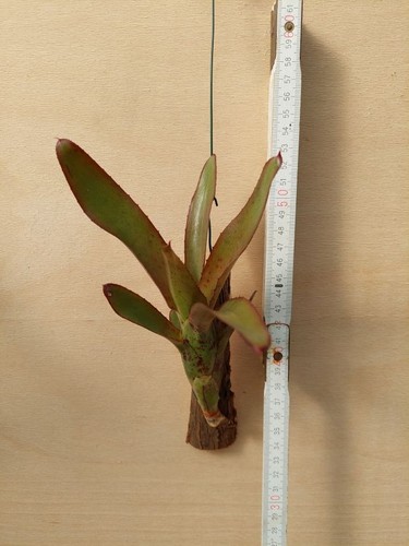 Neoregelia rhoda hybride - ,