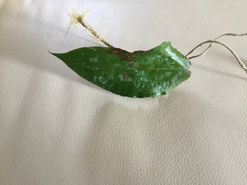 Hoya caudata big green - leaves,