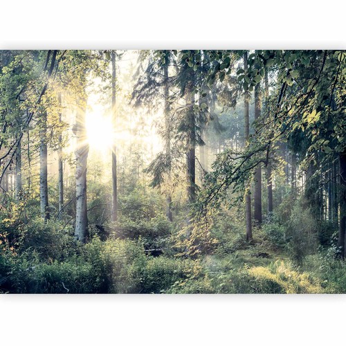 Natur landschaft wald baum - landschaft,