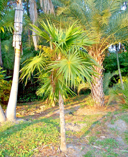 Samen von der dreizack - der, dreizack-palme