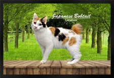 Fußmatte Schmutzfangmatte Katze Rassekatze Japanese Bobtail Langhaar F1224