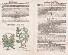 Bilsenkräuter Bilsenkraut