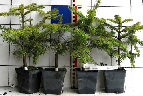 Abies nordm ssp equi trojani - nordm.,