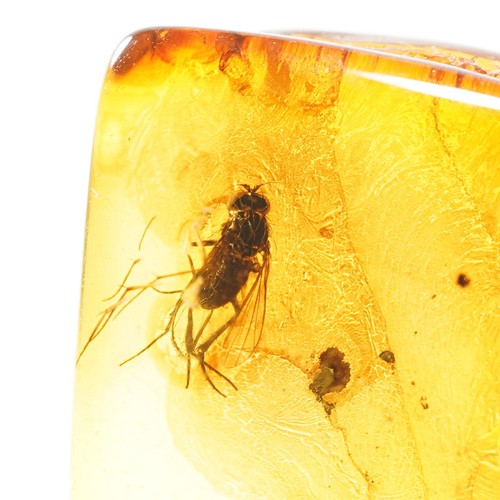 Bernstein fossil mit fliege - mit,