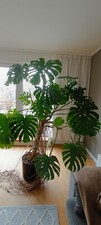 Grosse monstera inkl - monstera,