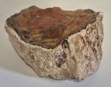 Prachtvolles Versteinertes