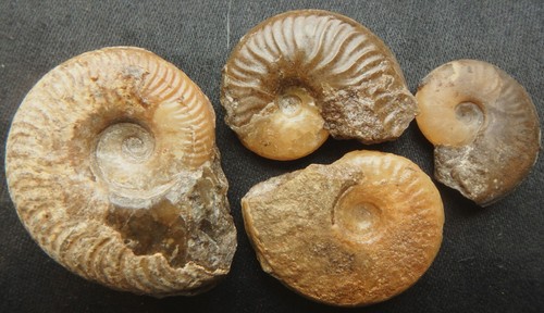 Fossilien ammonit jura - ammonit, lias
