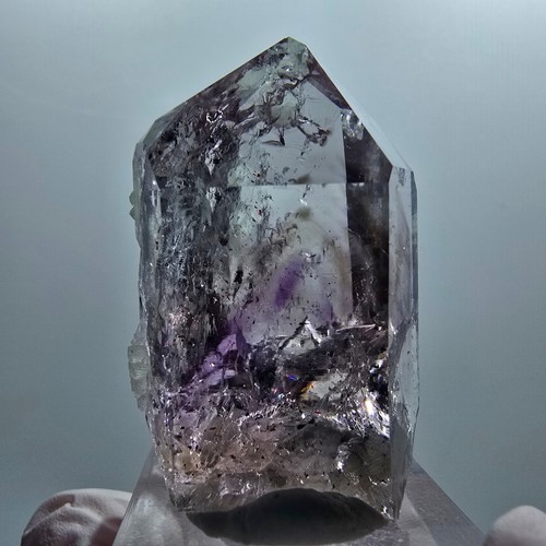 Harlekin lemurian phantom - lemurian,